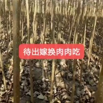杨树苗