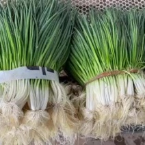 湖北当阳小香葱大量上市基地直供可视频看货