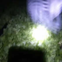小王菜苔转送