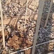 107.108速生杨