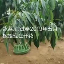嫁接枝条冰荔品种今年接明年有些果