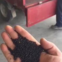 2024年汉中高质量油菜籽，有现货价格美丽！