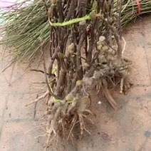 玉兰树