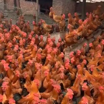主营散养鸡和土鸡6至18个月的