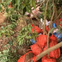 有无核荔枝苗卖