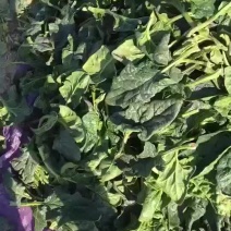 加工厂菠菜叶