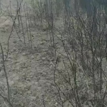 土地出租