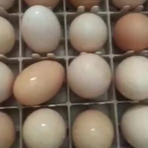 柴鸡种蛋，1.5一个，满500包邮