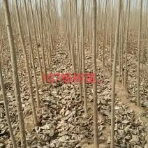 107杨树苗大量出售