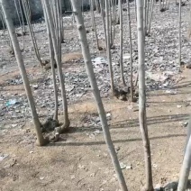 出售桂花树，杜仲，皂角树，五角枫树