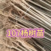 107杨树苗基地出售米径1～3.5公分，2～5米高