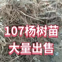 107杨树苗，速生杨，销售中。