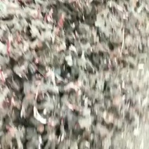 白芍苗，纯正白芍种苗