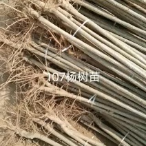 107杨树苗大量出售中