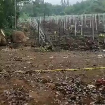 土地转让