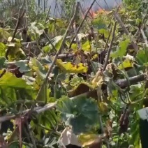 黑皮冬瓜
