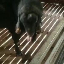出售两只种公羊