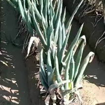 大葱