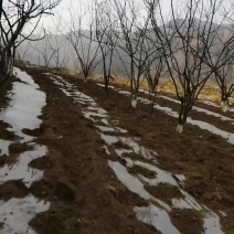 无刺花椒苗