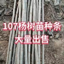 107杨树苗种条千亩基地