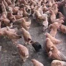 灵土项鸡童鸡