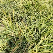 麦冬草