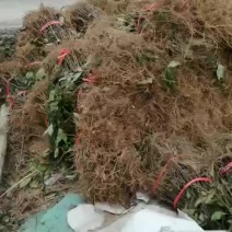 大量野生草珊瑚苗供应，有需要的联系