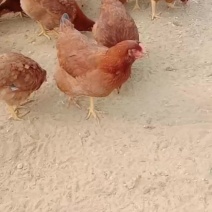 红玉