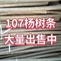 107杨树苗种条107杨树苗基地出售米径1～3.5公分，