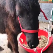 矮马德保矮马