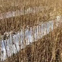白桦小苗30-80公分高度，80-1.5米高大量