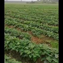 脱毒西瓜红薯苗