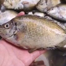 尼猛鱼天然海鲜