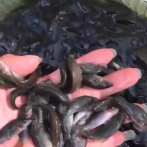 鲈鱼苗亚洲鲤鱼苗镜面鲤鱼苗建鲤鱼苗快大鲤鱼苗