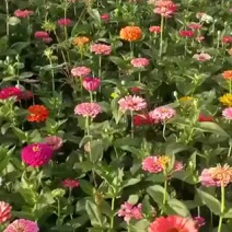 百日草种子景观花海美丽乡村绿化种子四季易活花期长
