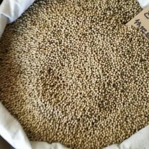 胡椒黑胡椒白胡椒免费黑胡椒打粉白胡椒打粉500克一斤包邮