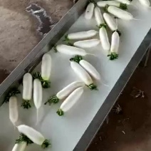 白萝卜
