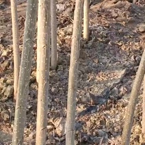 杨树苗