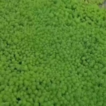 粉绿狐尾藻大量销售