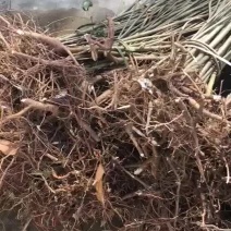 专业优质向全国供应盐肤木