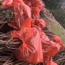 专业优秀向全国供应盐肤木