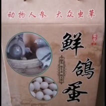 鸽子蛋-纯粮喂养，品质至上