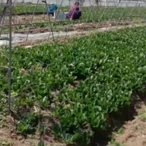 菠菜