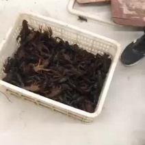 龙虾