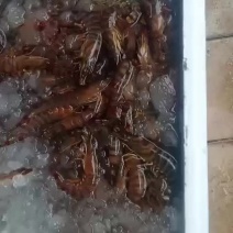 天然海鲜，花虾