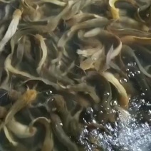 食用塘角鱼