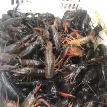 龙虾出售