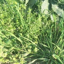 甘蓝