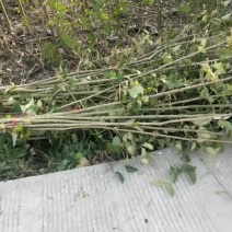 一公分左右的大叶女贞小苗