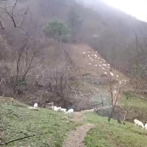 雷山土羊